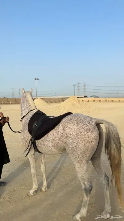 حصان 7
