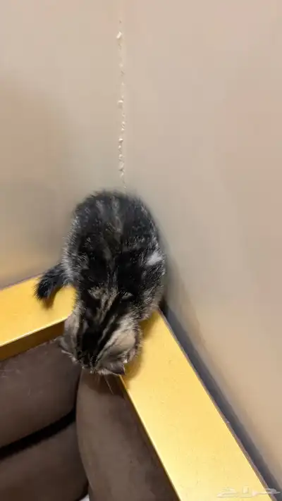 قطط سكوتش 4