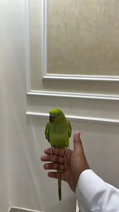 ببغاء دره ضايع حي الشفا عكاض 1