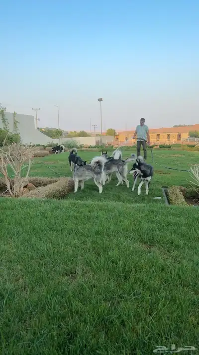 كلاب هاسكي للبيع من إنتاجي 8