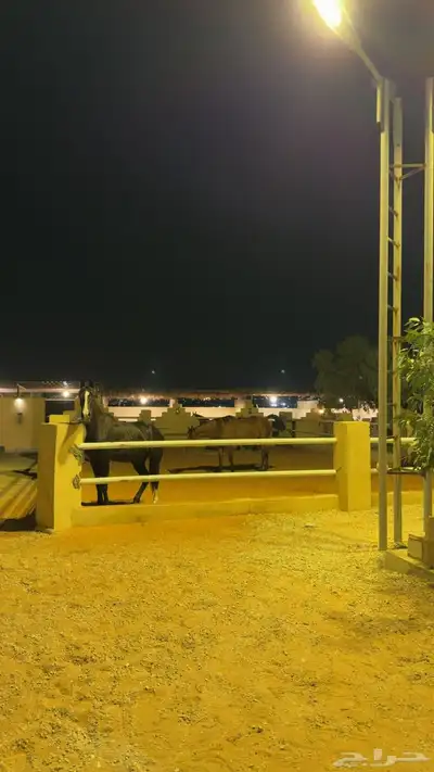 ايواء وعسف 0