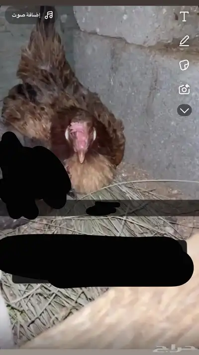 دجاجه بلديه محضنه 0