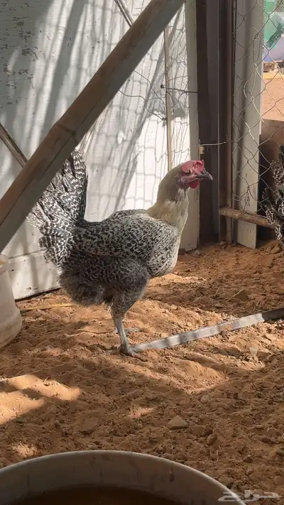 دجاج فيومي بياض شرط 1