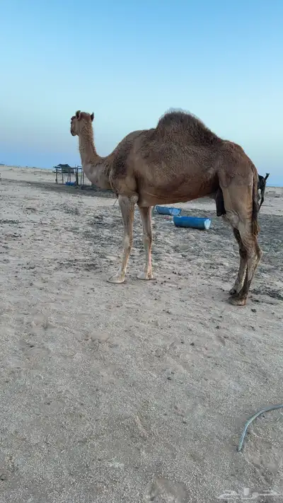 للبيع ناقة مبيوع حاشيها 1