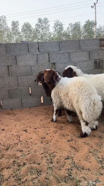 ذبايح نعيم 1