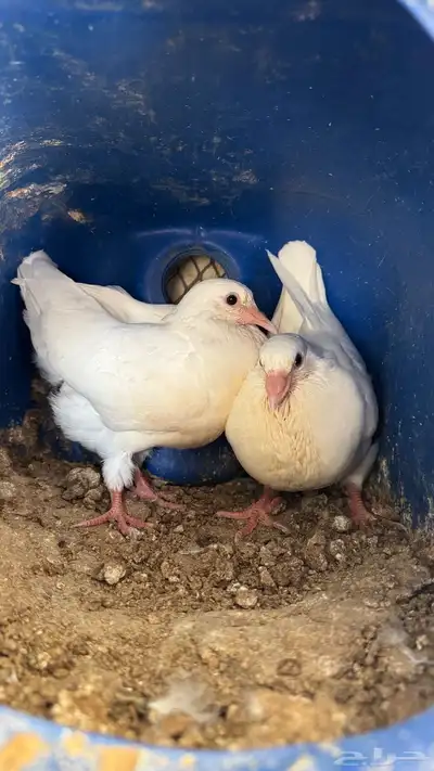 زغاليل فرنسي 2