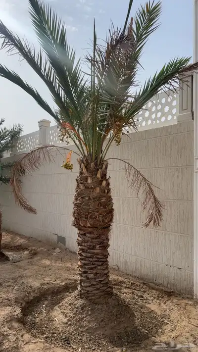 نخلتين للبيع 1