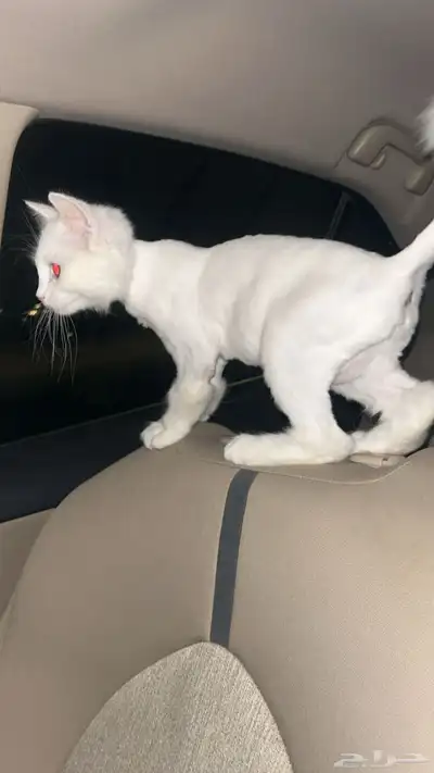 قط شيرازي للبيع عمره 3 شهور اعلى سومه 0