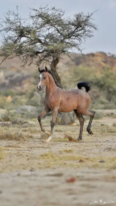 حصان حفيد الرشيم البيع شعبي 5
