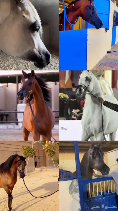 حلاقة خيل جمال و جسم 0
