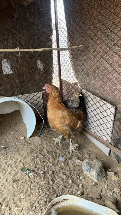 دجاجه براهما مفرخه 0