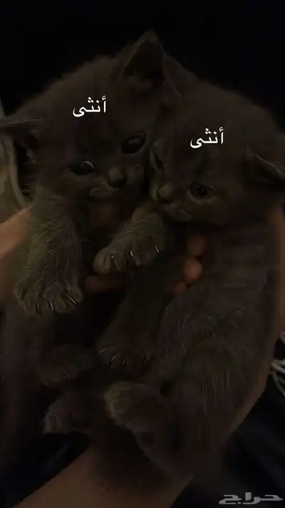 قطط تبني 2