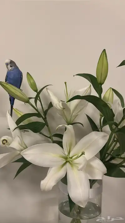 زوجين بادجي 5
