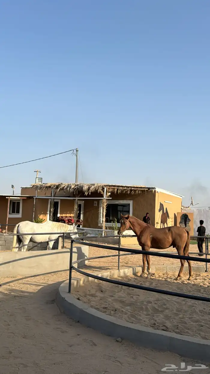 مربط سما 2