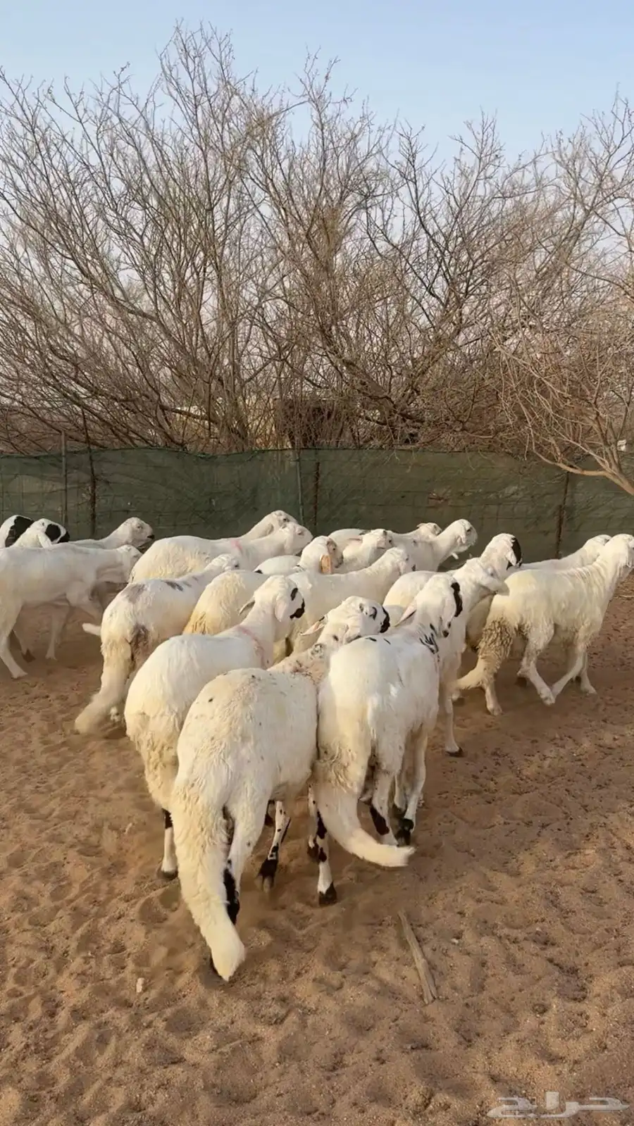 سواكن شبيه الحري شحم . index