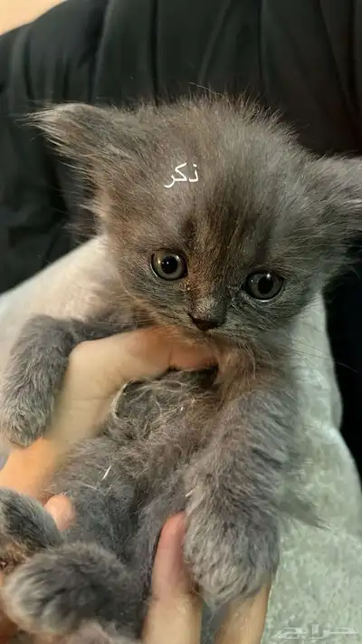 قطط تبني 0