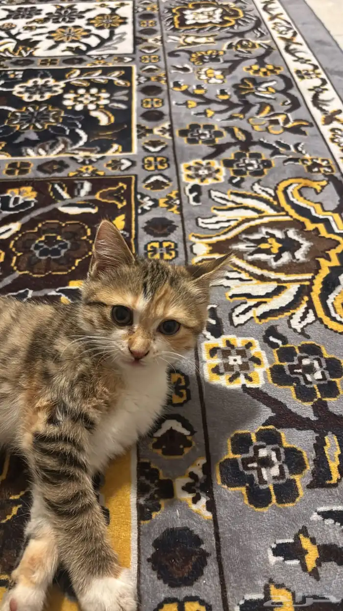 اربع قطط للبيع 1