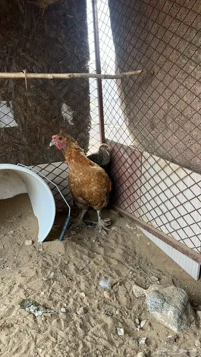 دجاجه براهما مفرخه 1