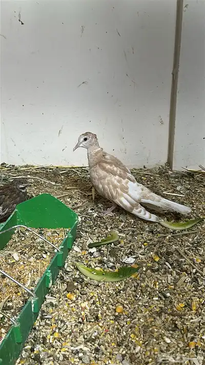 ازواج قمري هولندي 3