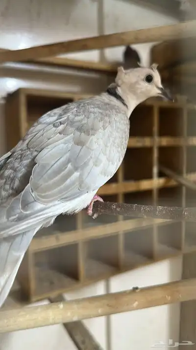 ازواج قمري هولندي 4