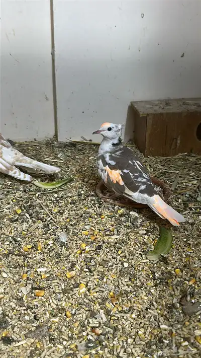 ازواج قمري هولندي 2