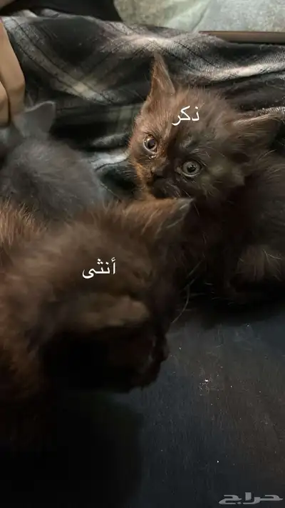قطط تبني 1