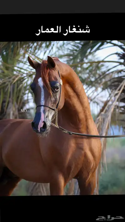 للبيع مهر واهو 3