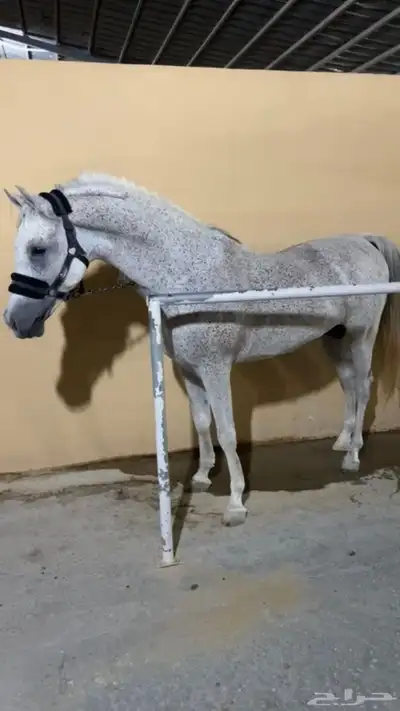 حصان 8
