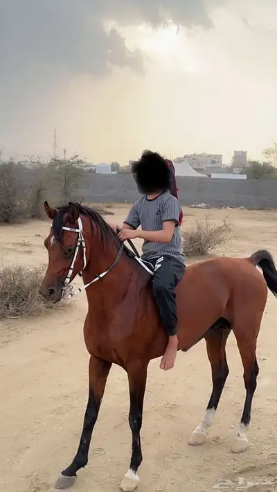 حصان واهو 2