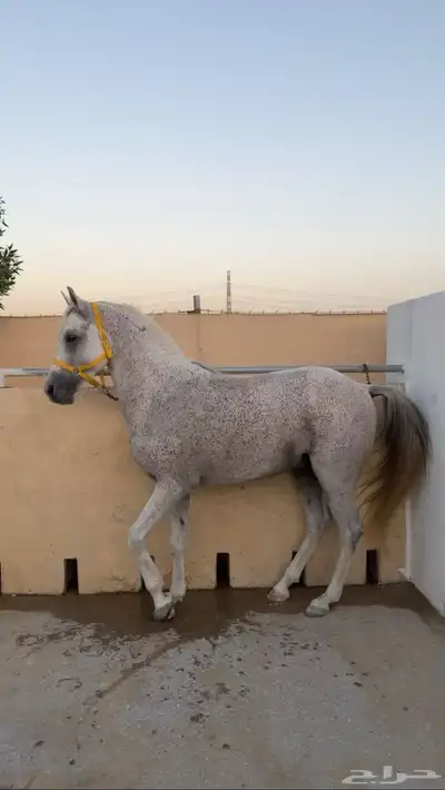 حصان 11