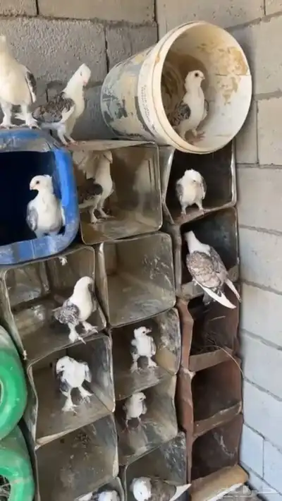حمام حب رمان 0