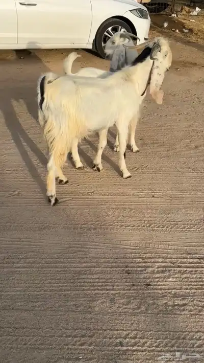 تيس وجفره اخوان ومراح واحد وصنف الصنف 2