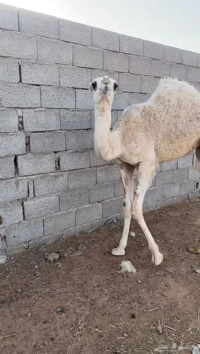 للبيع بكره رمانيه على رمان المهيلب العمر خمس شهور 1