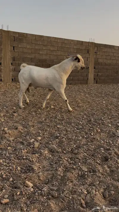 تيس بيشي صنف 1