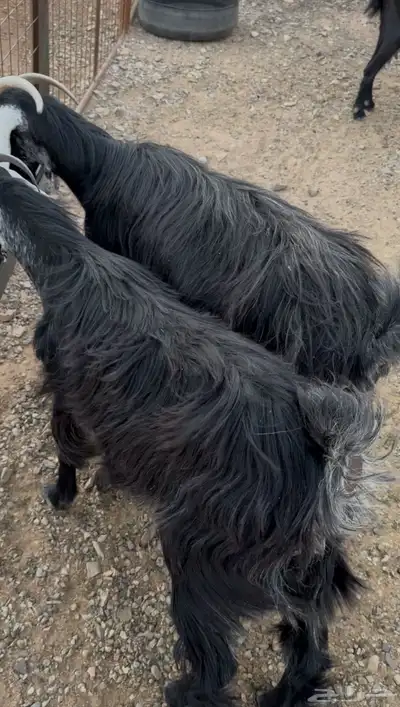 معزا عارضية للبيع 0