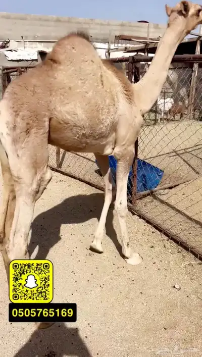 حوار لباني كفو شراكه ارباع واثمان 0