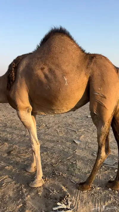 حمرا لقحة 3