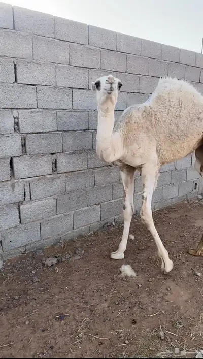 للبيع بكره رمانيه على رمان المهيلب العمر خمس شهور 0