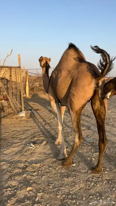 حمرا لقحة 1