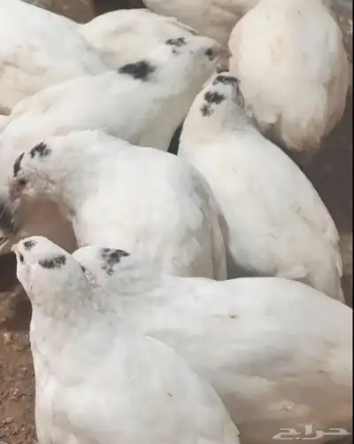 سمان تكساس 0