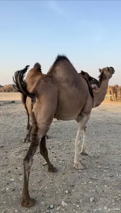 حمرا لقحة 0
