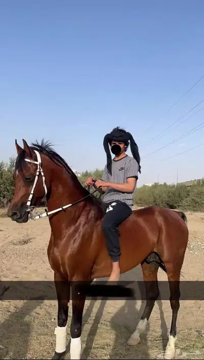 حصان واهو 1