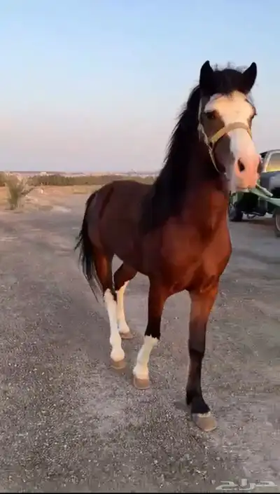 حصان انجليزي للبيع 1