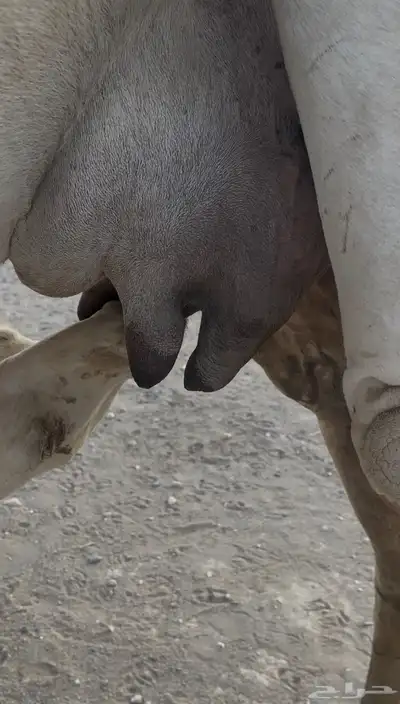 عشرا 2
