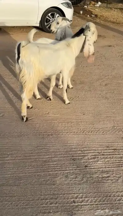 تيس وجفره اخوان ومراح واحد وصنف الصنف 0