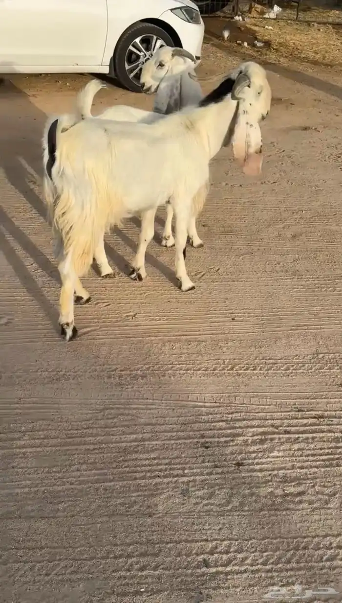 تيس وجفره اخوان ومراح واحد وصنف الصنف 0