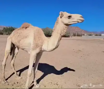 جمل للبيع 0