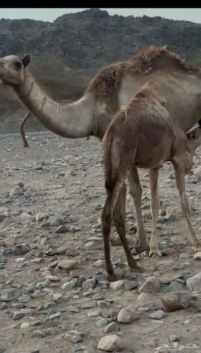 خلفه 0