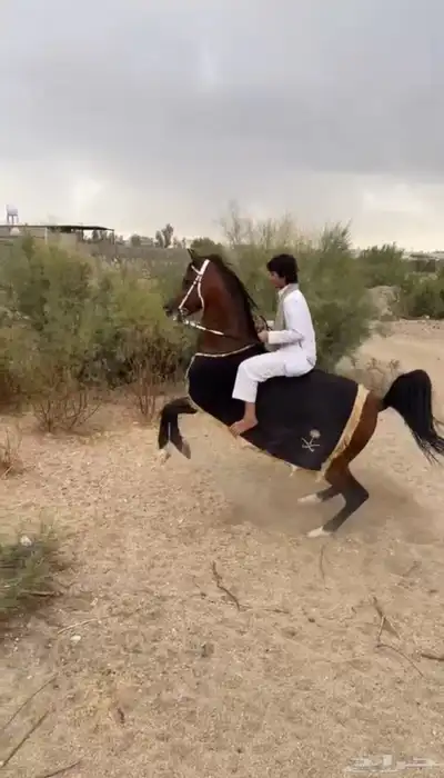 حصان واهو 3