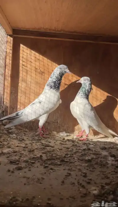 اجوز باكستاني 1